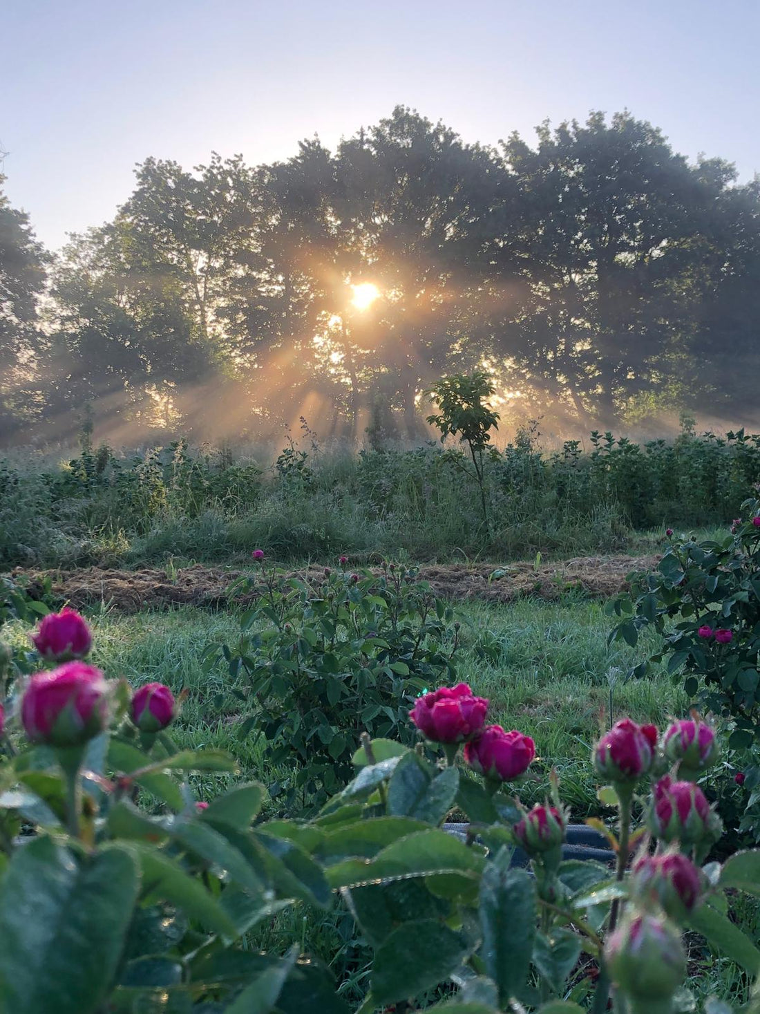 Ce matin-là, les roses sentaient la promesse