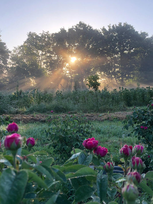 Ce matin-là, les roses sentaient la promesse