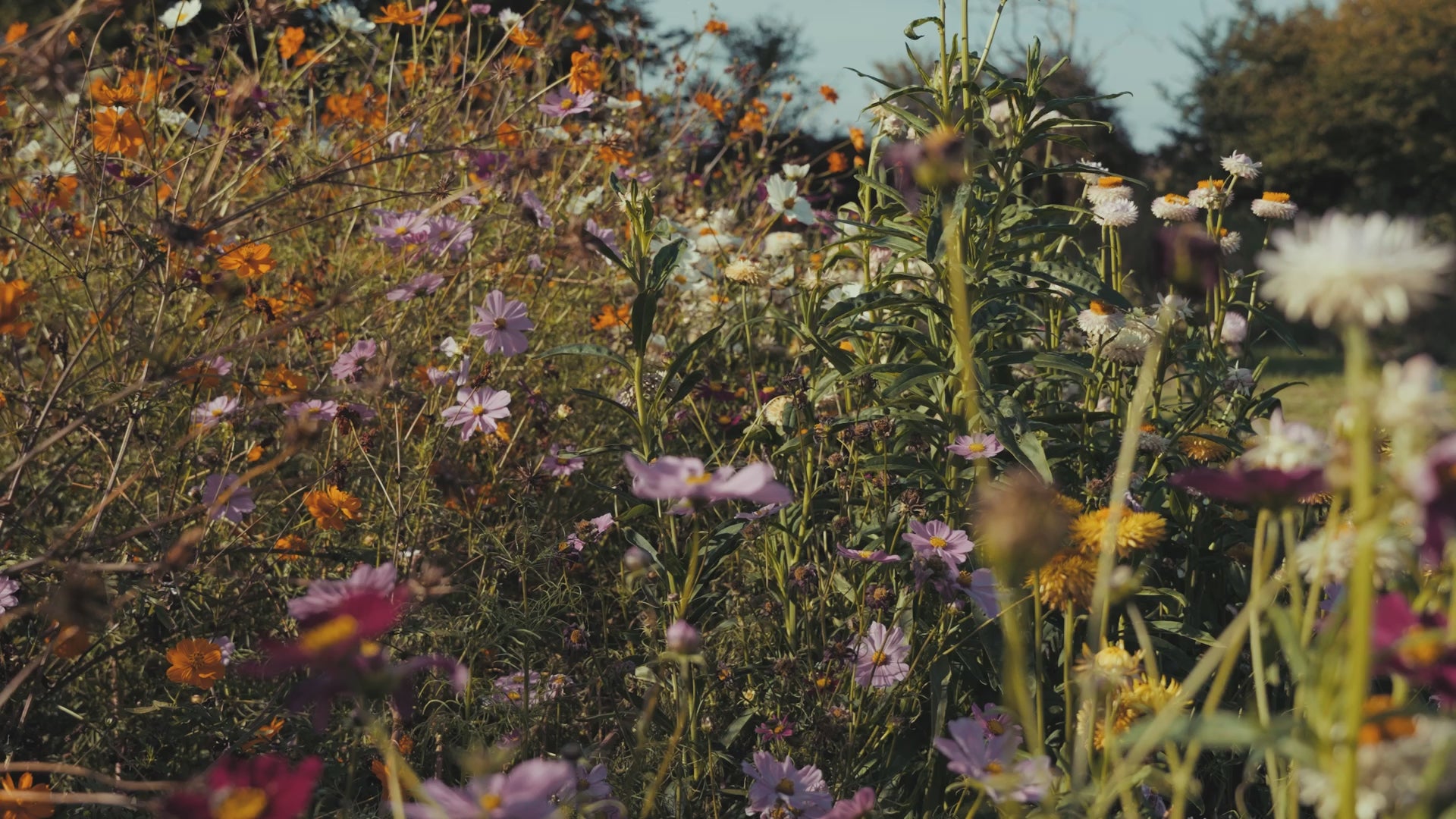 Charger la vidéo : 